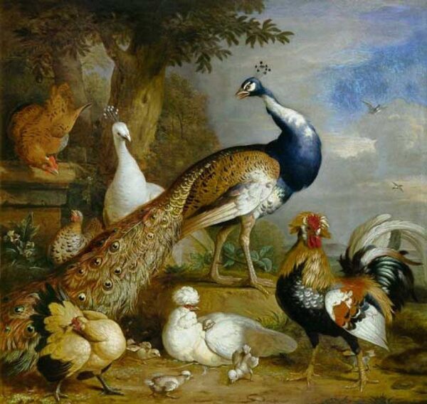 Paon, pavo y aves de corral en un paisaje – Tobias Stranover Tobias Stranover 2024-12-31