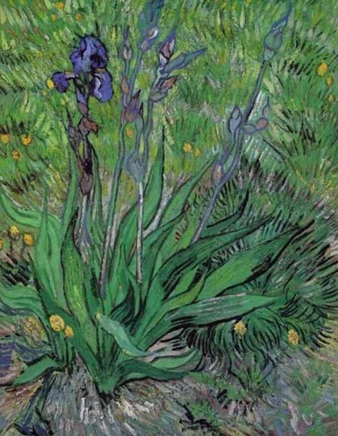 Los iris II – Van Gogh Vincent Van Gogh 2024-09-19