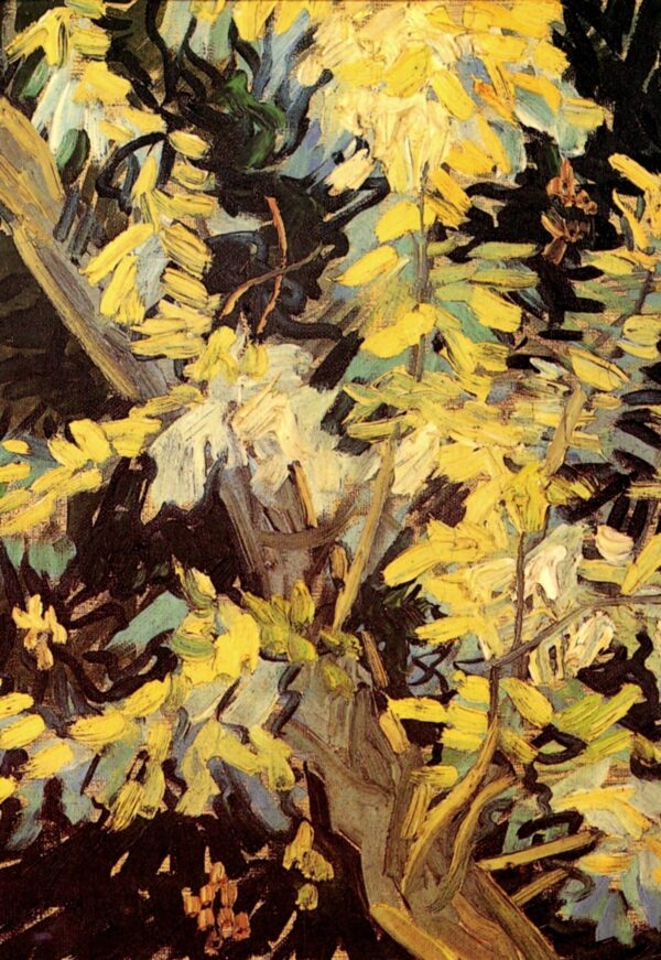 Acacias florecientes – Van Gogh Vincent Van Gogh 2024-11-11