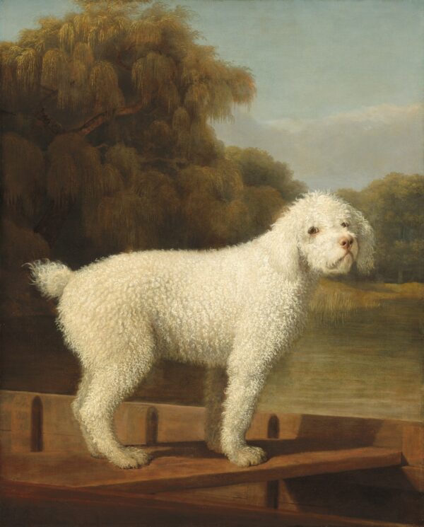 Caniche Blanco en un Puntal – George Stubbs George Stubbs 2025-01-02