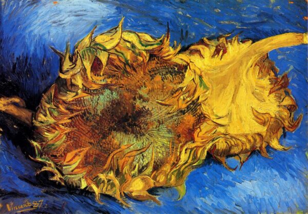 Dos girasoles cortados – Van Gogh Girasoles de Vincent van Gogh 2024-11-21