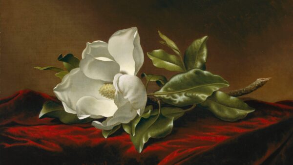 Magnolia Grandiflora – Martin Johnson Heade Martin Johnson Heade 2024-11-21