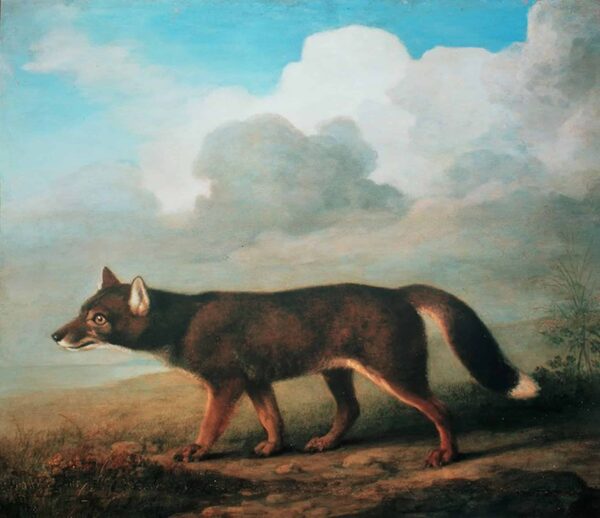 Retrato de un gran perro de Nueva Holanda (Dingo) – George Stubbs George Stubbs 2024-12-31