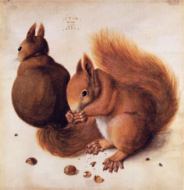 Ardillas – Albrecht Dürer Albrecht Dürer 2024-11-21