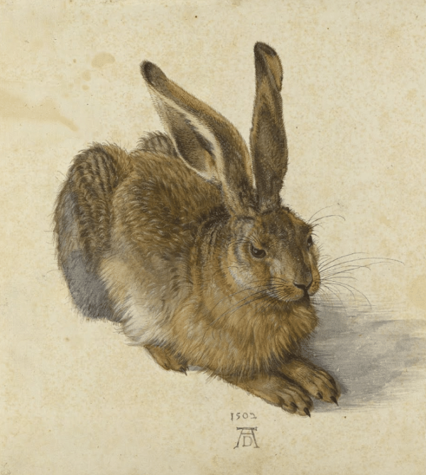 La liebre – Albrecht Dürer Albrecht Dürer 2024-11-21