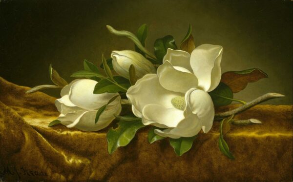 Magnolias en tela de terciopelo dorado – Martin Johnson Heade Martin Johnson Heade 2024-11-21