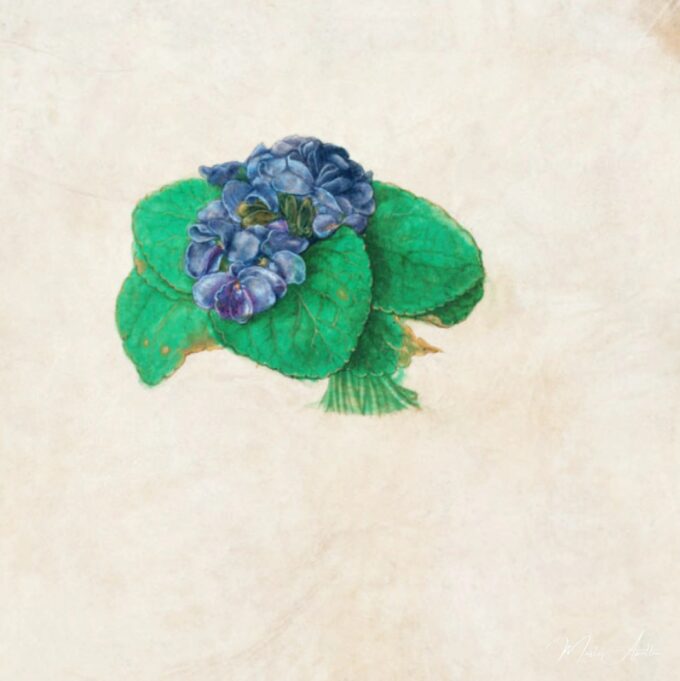 Ramo de violetas – Albrecht Dürer Albrecht Dürer 2025-04-17
