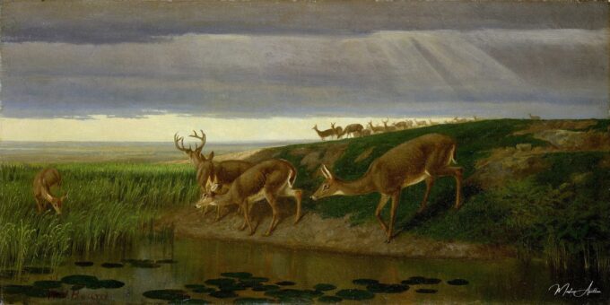Ciervo en la pradera, 1884 – William Holbrook Beard William Holbrook Beard 2025-05-10