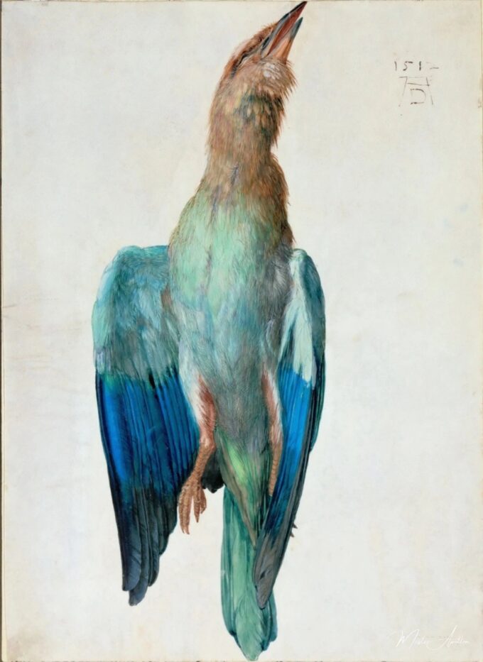 Corvo de capucha – Albrecht Dürer Albrecht Dürer 2025-04-17