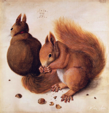 Ardillas – Albrecht Dürer Albrecht Dürer 2025-03-15