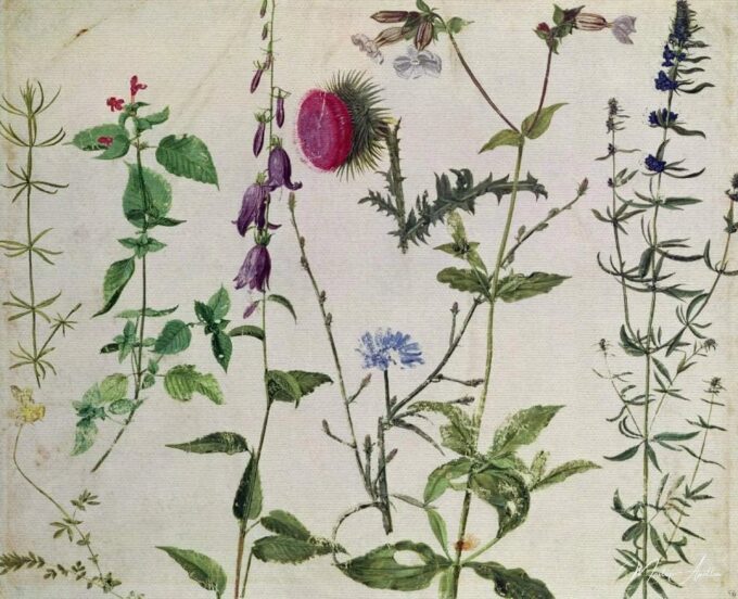 Ocho estudios sobre flores silvestres – Albrecht Dürer Albrecht Dürer 2025-04-17