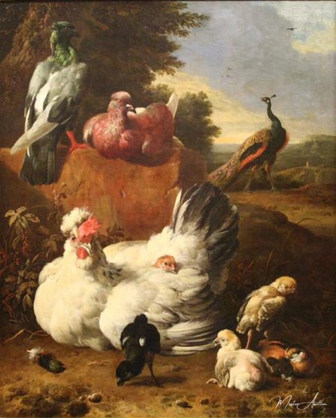 La gallina blanca – Melchior d’Hondecoeter Melchior d'Hondecoeter 2025-04-17