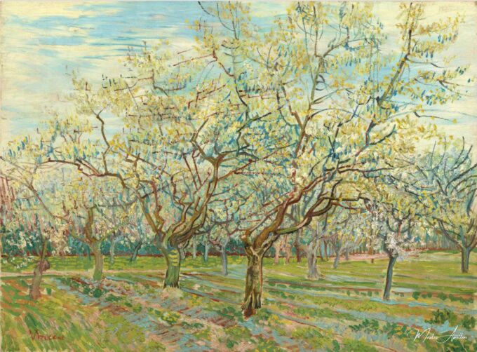 El huerto blanco – Van Gogh Vincent Van Gogh 2025-05-19