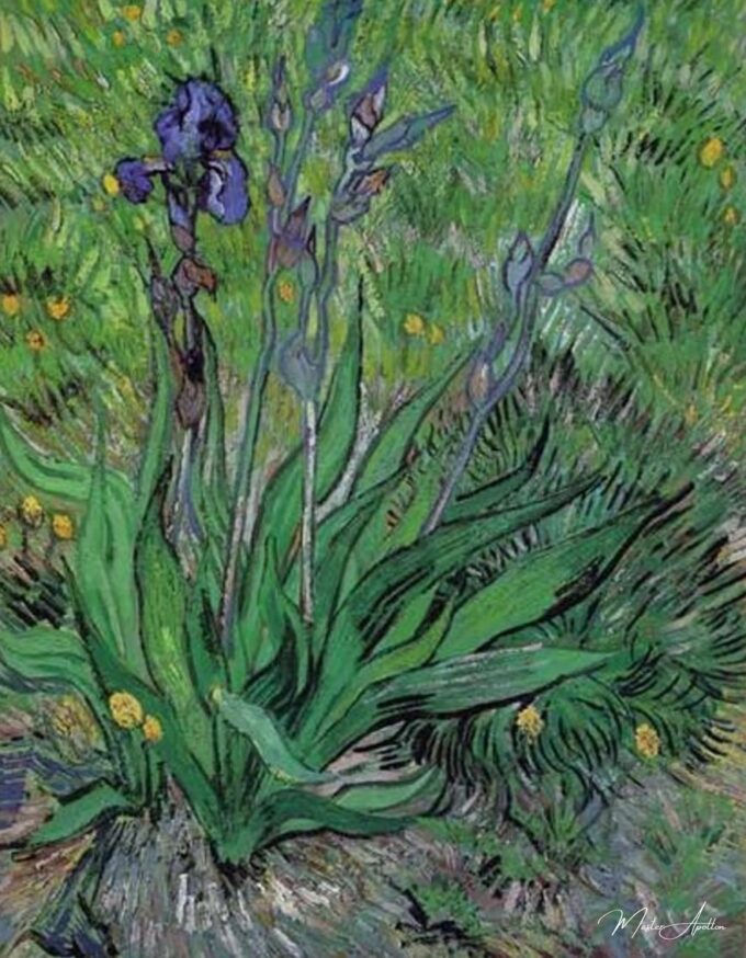 Los iris II – Van Gogh Vincent Van Gogh 2025-05-19