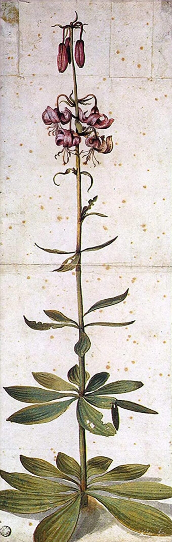 Lirio con capucha turca – Albrecht Dürer Albrecht Dürer 2025-04-17