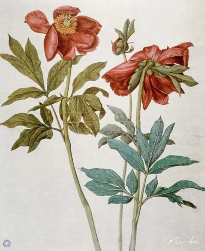 Peonías – Albrecht Dürer Albrecht Dürer 2025-04-17