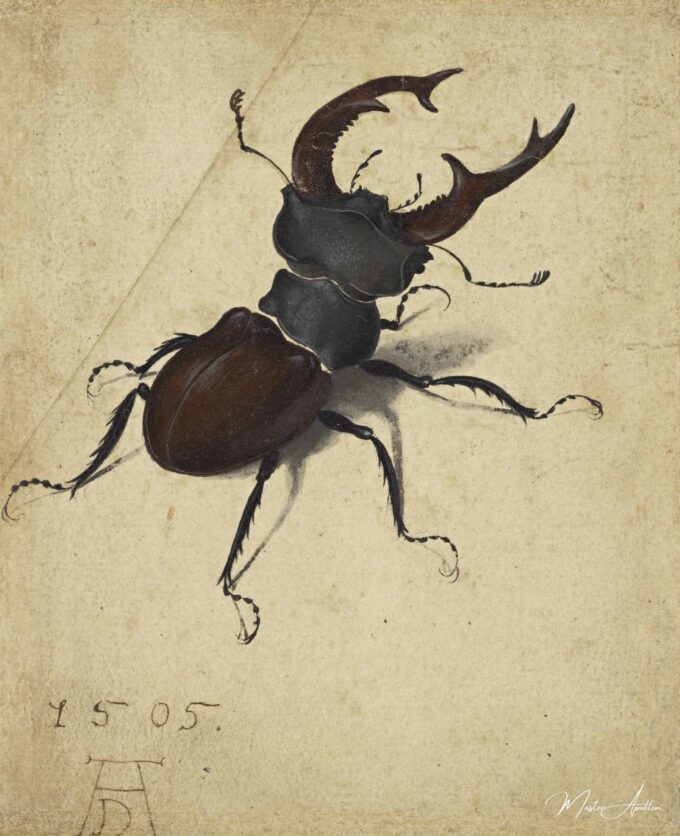 Escarabajo de los bosques – Albrecht Dürer Albrecht Dürer 2025-04-17