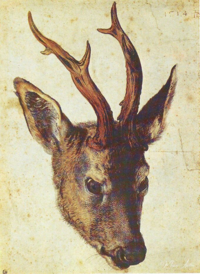 Cabeza de Ciervo – Albrecht Dürer Albrecht Dürer 2025-04-17