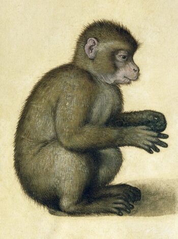 Un mono – Albrecht Dürer Albrecht Dürer 2025-05-14